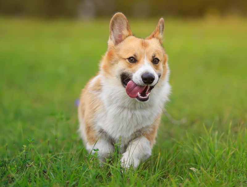 Frisco Pet Hospital